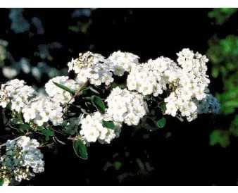 Bridal wreath spirea
