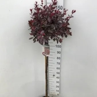 Dwarf Blood Plum