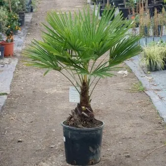 Hemp palm